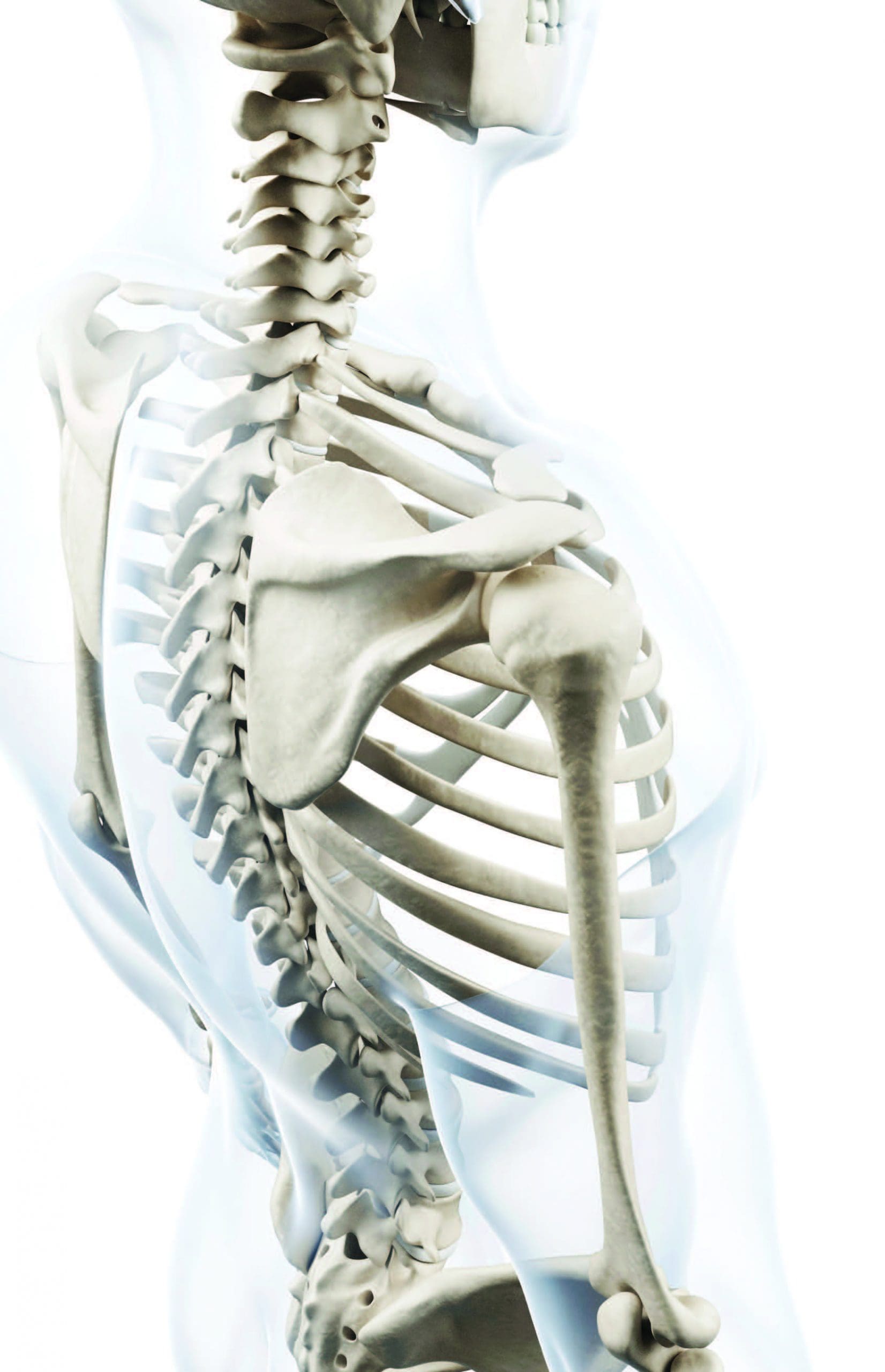 skeleton1 skeleton1
